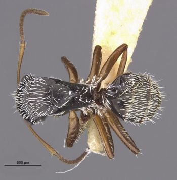 Media type: image;   Entomology 22420 Aspect: habitus dorsal view